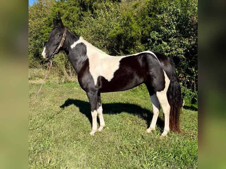 Spotted Saddle Horse Jument 4 Ans 155 cm Pinto in Moscow
