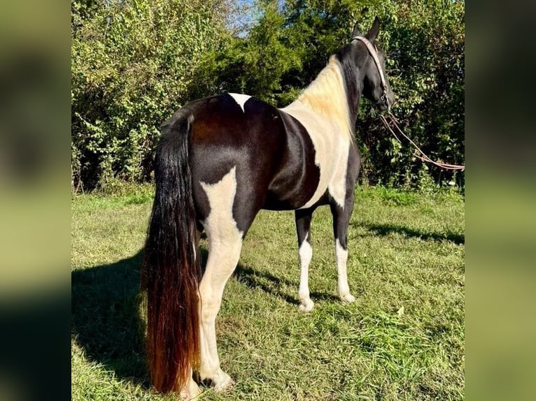 Spotted Saddle Horse Jument 5 Ans 155 cm Pinto in Moscow