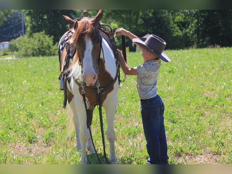 Spotted Saddle Horse Jument 6 Ans 132 cm Alezan cuivré in Nancy