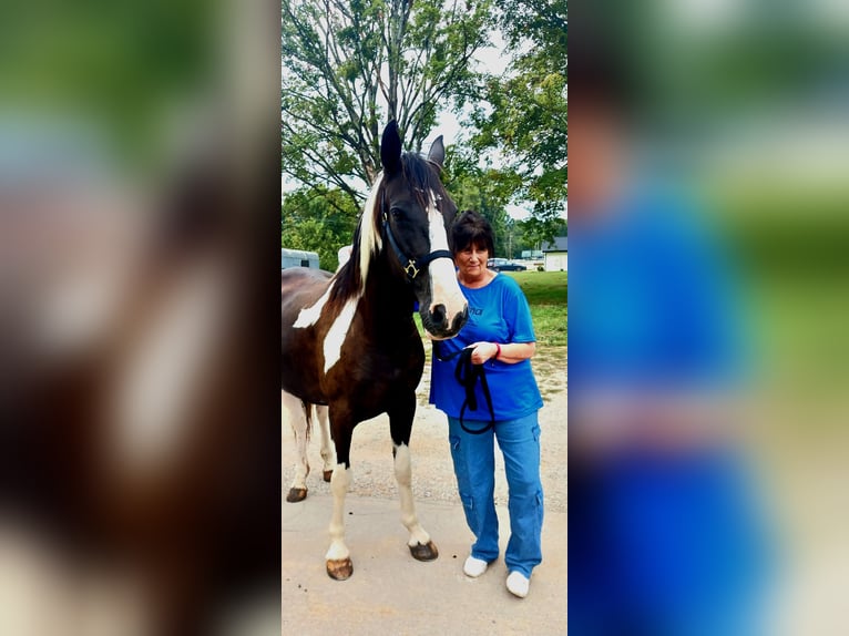 Spotted Saddle Horse Klacz 12 lat 155 cm Tobiano wszelkich maści in Flintstone