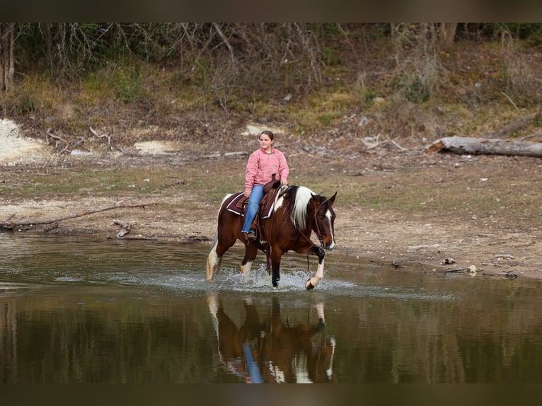 Spotted Saddle Horse Klacz 12 lat 157 cm Srokata in Forney