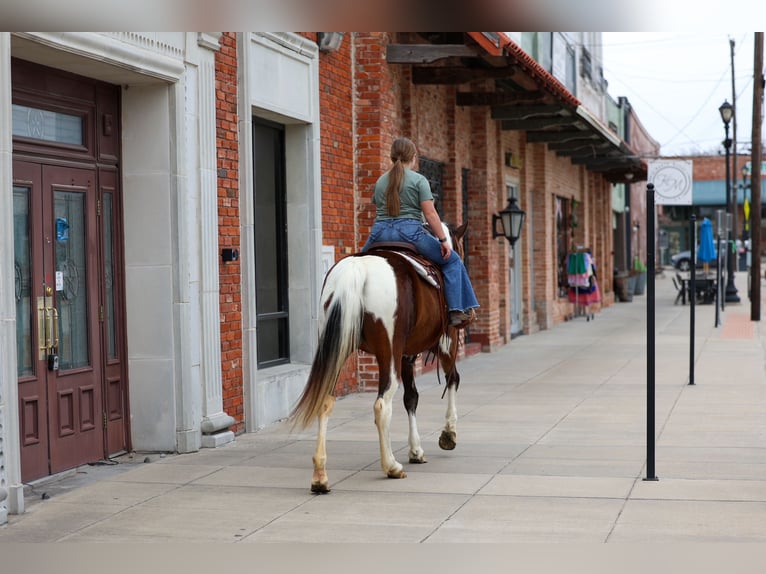 Spotted Saddle Horse Klacz 12 lat 157 cm Srokata in Forney