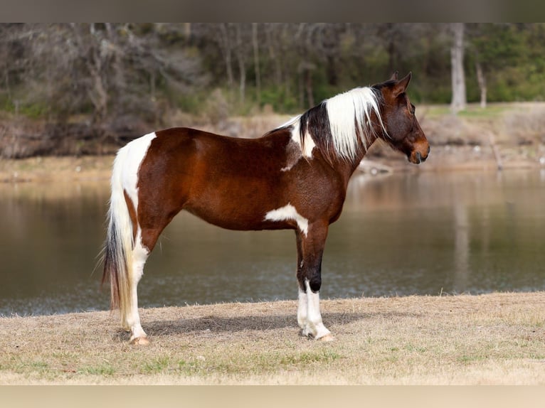 Spotted Saddle Horse Klacz 12 lat 157 cm Srokata in Forney