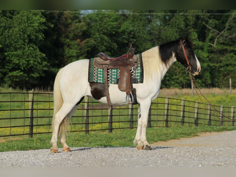 Spotted Saddle Horse Klacz 14 lat 150 cm Tobiano wszelkich maści in Sonora, KY