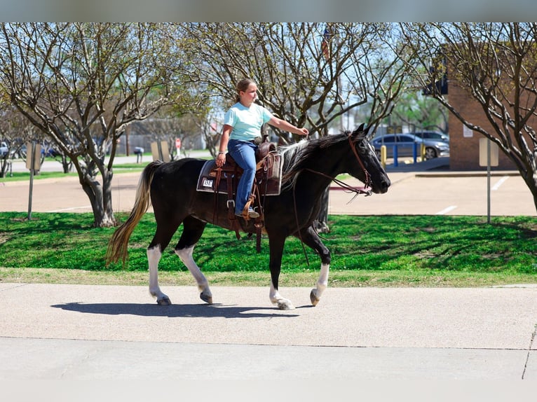 Spotted Saddle Horse Klacz 14 lat 152 cm Srokata in Forney