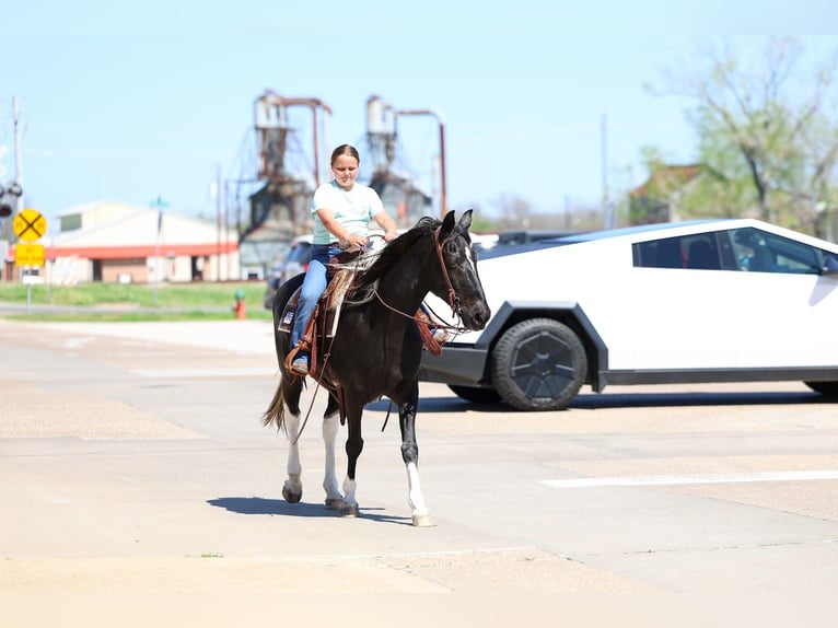 Spotted Saddle Horse Klacz 14 lat 152 cm Srokata in Forney