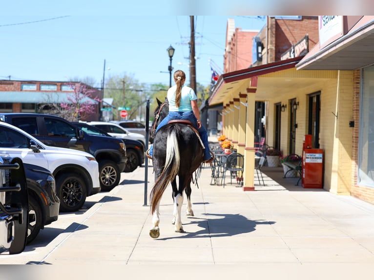 Spotted Saddle Horse Klacz 14 lat 152 cm Srokata in Forney