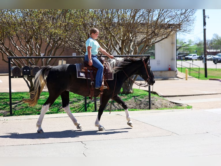 Spotted Saddle Horse Klacz 14 lat 152 cm Srokata in Forney