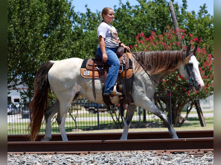 Spotted Saddle Horse Klacz 14 lat Srokata in Terrell
