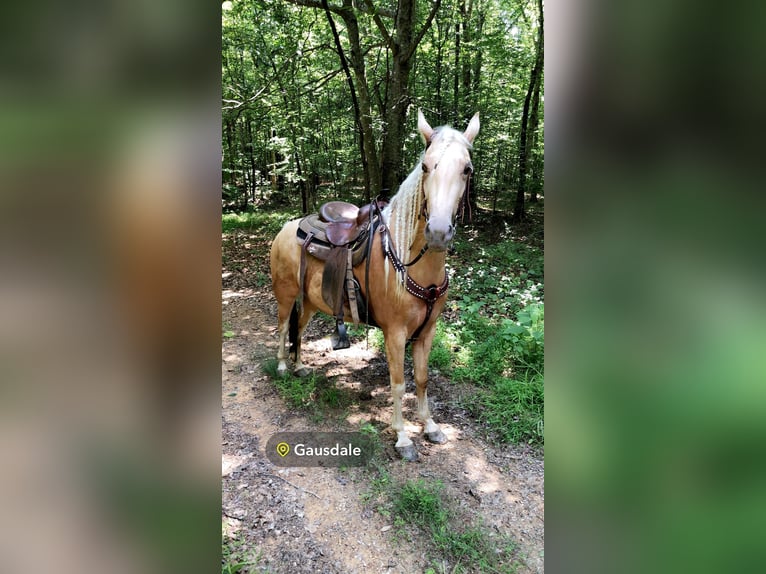 Spotted Saddle Horse Klacz 4 lat 142 cm in Rockholds, KY