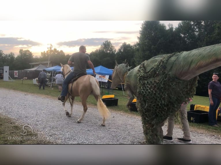 Spotted Saddle Horse Klacz 4 lat 142 cm in Rockholds, KY
