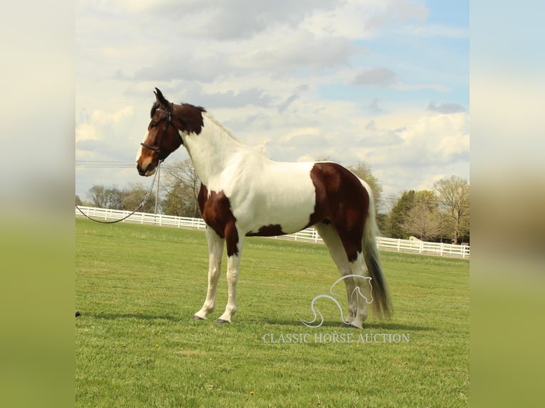 Spotted Saddle Horse Klacz 5 lat 152 cm in Lewisburg