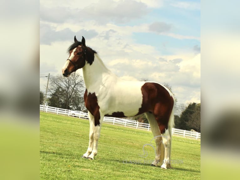Spotted Saddle Horse Klacz 5 lat 152 cm in Lewisburg