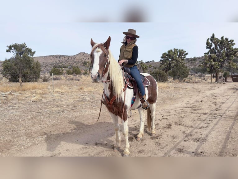 Spotted Saddle Horse Mare 10 years 16 hh Tobiano-all-colors in Pioneertown CA