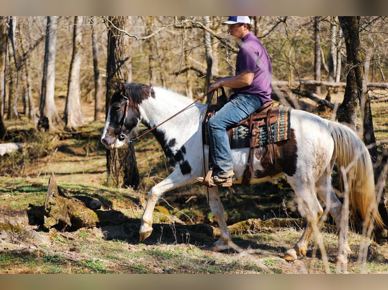 Spotted Saddle Horse Mare 11 years 15,2 hh Tobiano-all-colors in Hampshine TN