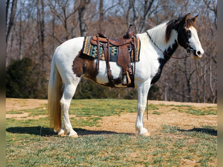 Spotted Saddle Horse Mare 11 years 15,2 hh Tobiano-all-colors in Hampshine TN