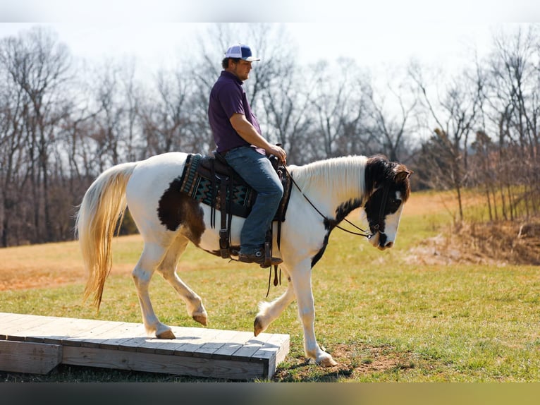 Spotted Saddle Horse Mare 11 years 15,2 hh Tobiano-all-colors in Hampshine TN