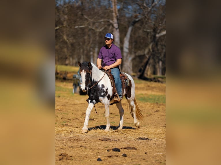 Spotted Saddle Horse Mare 11 years 15,2 hh Tobiano-all-colors in Hampshine TN