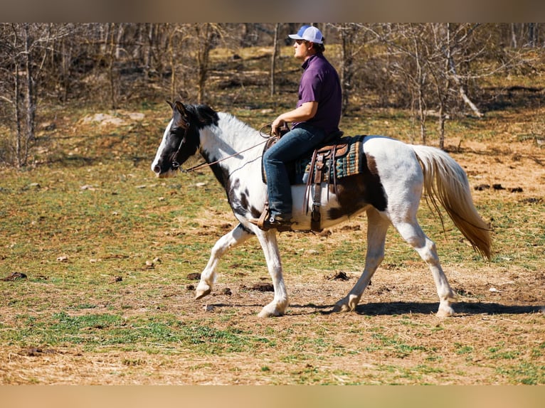 Spotted Saddle Horse Mare 11 years 15,2 hh Tobiano-all-colors in Hampshine TN