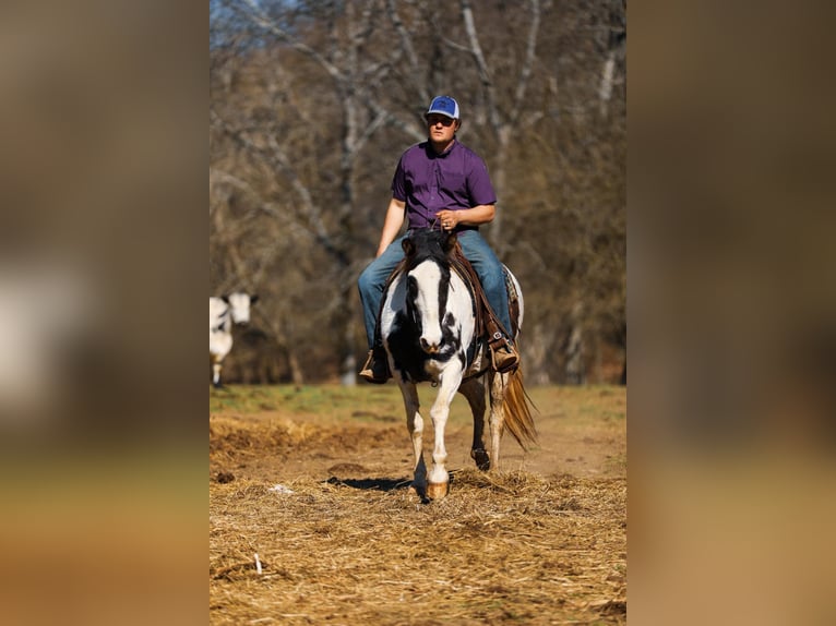 Spotted Saddle Horse Mare 11 years 15,2 hh Tobiano-all-colors in Hampshine TN