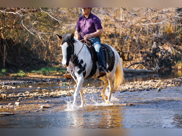Spotted Saddle Horse Mare 11 years 15,2 hh Tobiano-all-colors in Hampshine TN