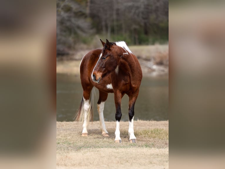 Spotted Saddle Horse Mare 12 years 15.2 hh Pinto in Forney