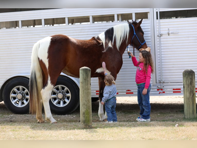 Spotted Saddle Horse Mare 12 years 15.2 hh Pinto in Forney