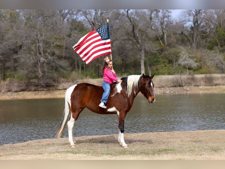 Spotted Saddle Horse Mare 12 years 15.2 hh Pinto in Forney