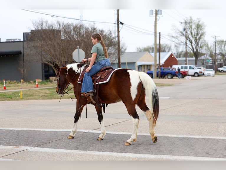 Spotted Saddle Horse Mare 12 years 15.2 hh Pinto in Forney