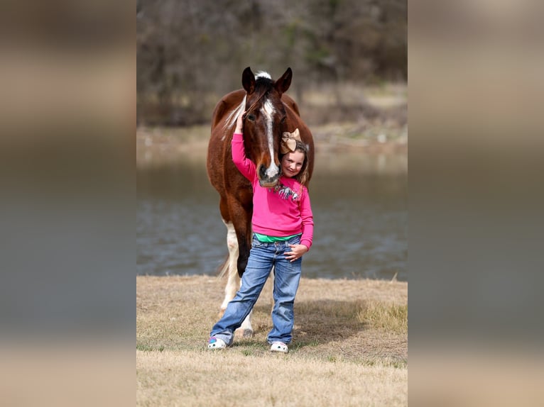 Spotted Saddle Horse Mare 12 years 15.2 hh Pinto in Forney