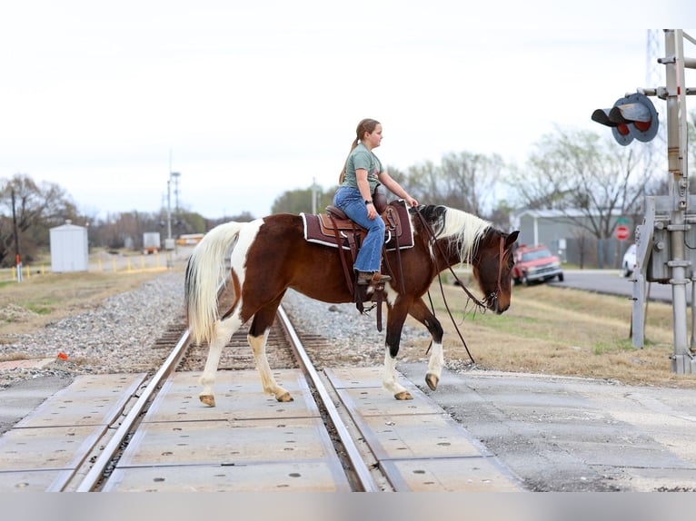 Spotted Saddle Horse Mare 12 years 15,2 hh Pinto in Forney