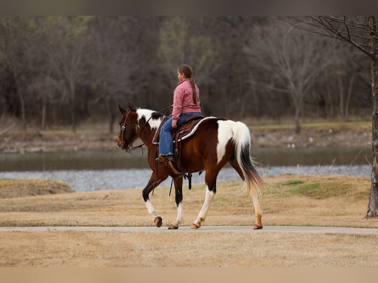 Spotted Saddle Horse Mare 12 years 15,2 hh Pinto in Forney
