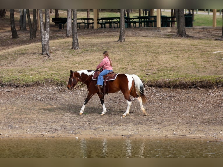 Spotted Saddle Horse Mare 12 years 15,2 hh Pinto in Forney