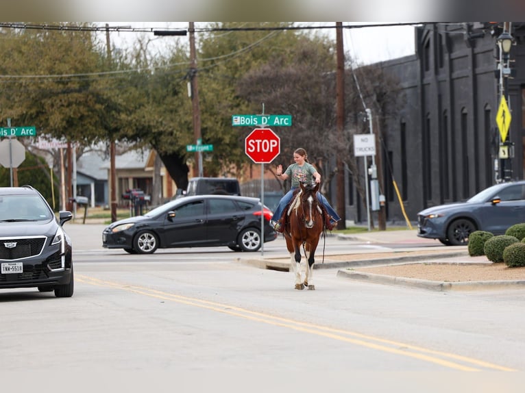 Spotted Saddle Horse Mare 12 years 15,2 hh Pinto in Forney