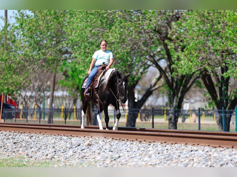Spotted Saddle Horse Mare 14 years 15 hh Pinto in Forney