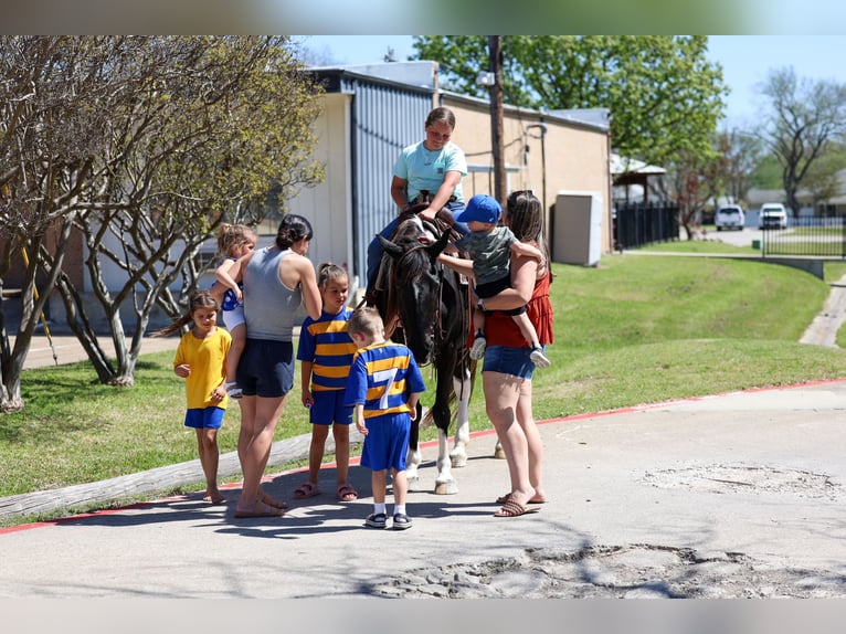 Spotted Saddle Horse Mare 14 years 15 hh Pinto in Forney
