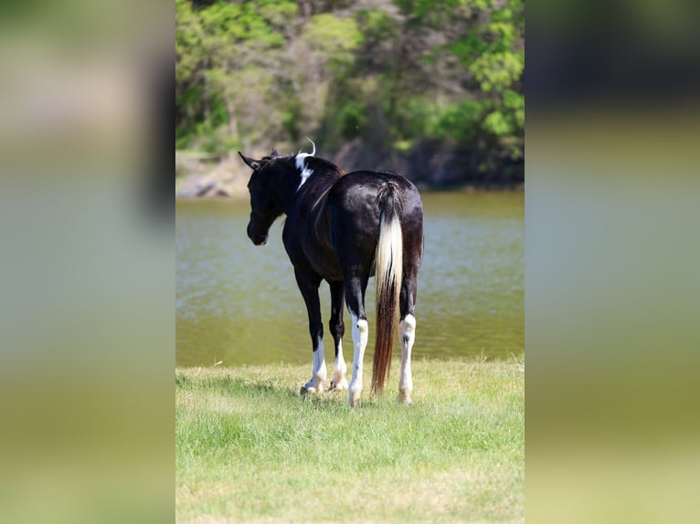 Spotted Saddle Horse Mare 14 years 15 hh Pinto in Forney