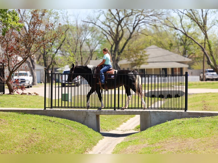 Spotted Saddle Horse Mare 14 years 15 hh Pinto in Forney