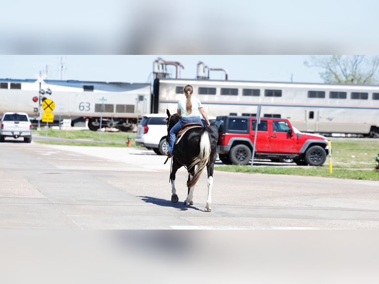 Spotted Saddle Horse Mare 14 years 15 hh Pinto in Forney