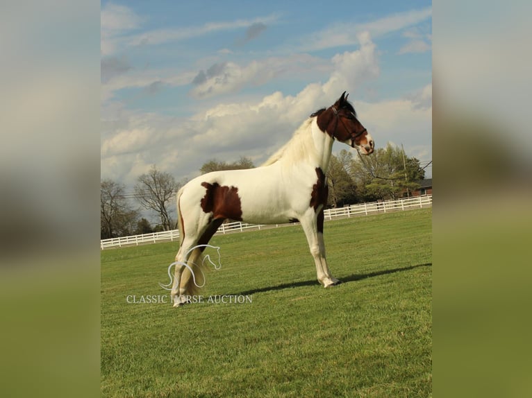 Spotted Saddle Horse Mare 5 years 15 hh in Lewisburg