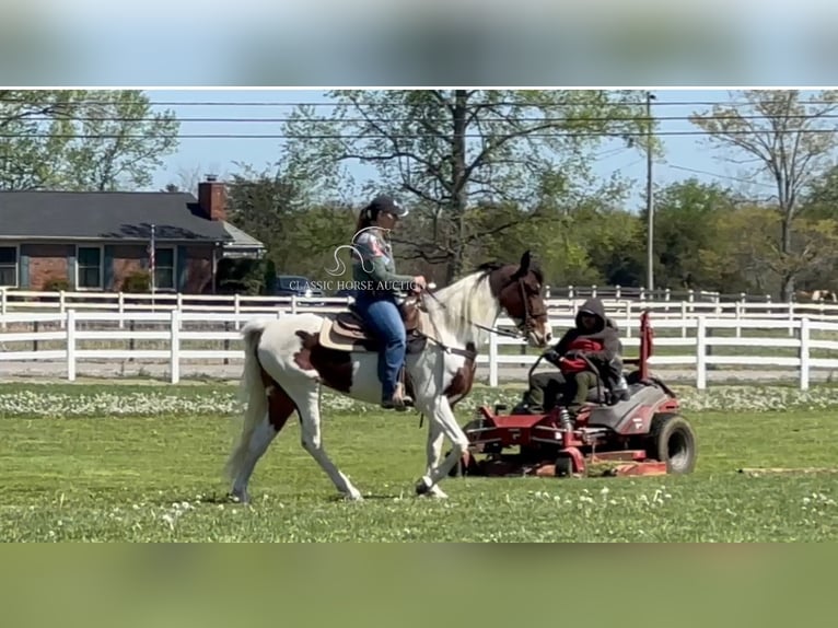 Spotted Saddle Horse Mare 5 years 15 hh in Lewisburg