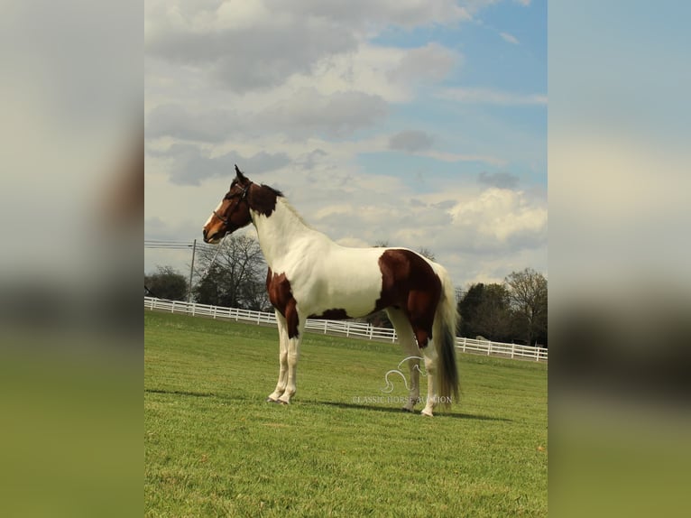 Spotted Saddle Horse Mare 5 years 15 hh in Lewisburg