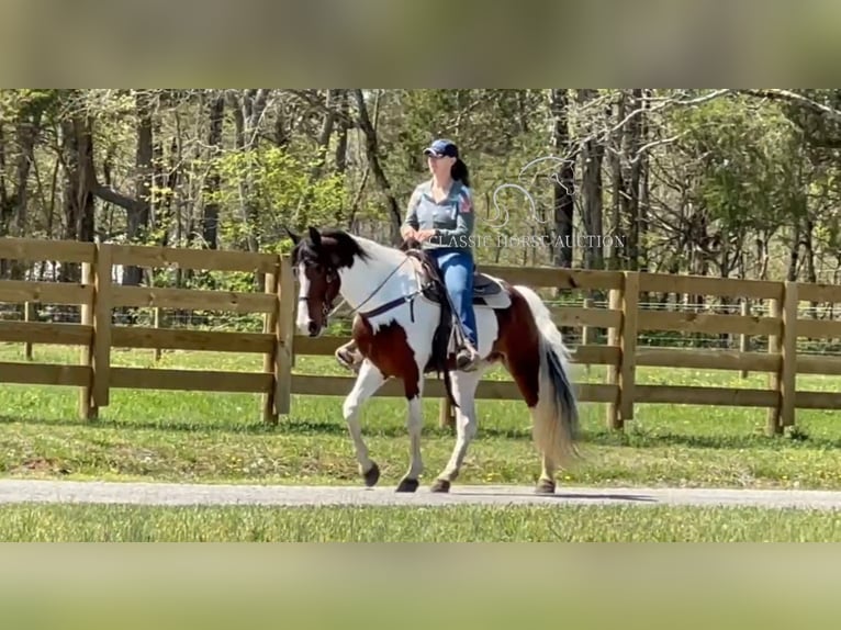 Spotted Saddle Horse Mare 5 years 15 hh in Lewisburg