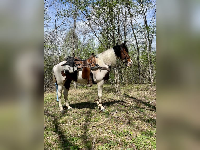 Spotted Saddle Horse Mare 5 years 15 hh in Lewisburg
