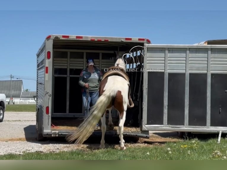 Spotted Saddle Horse Mare 5 years 15 hh in Lewisburg