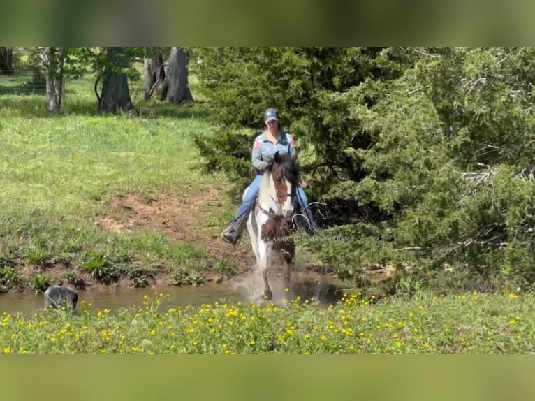 Spotted Saddle Horse Mare 5 years 15 hh in Lewisburg