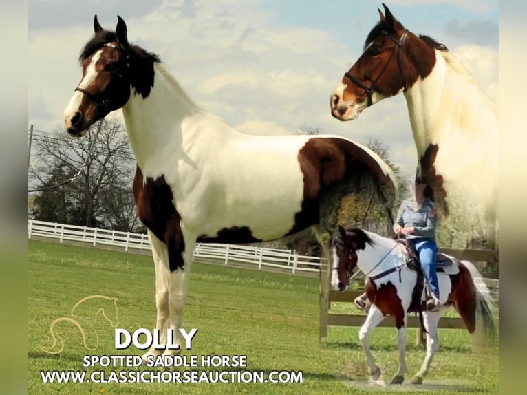 Spotted Saddle Horse Mare 5 years 15 hh in Lewisburg