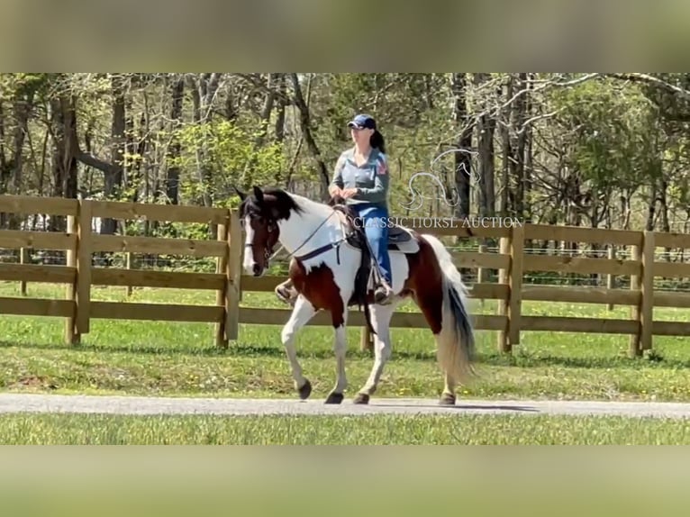 Spotted Saddle Horse Mare 5 years 15 hh in Lewisburg