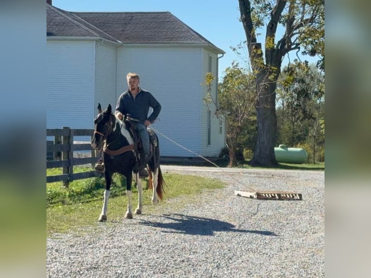 Spotted Saddle Horse Mare 5 years 15,1 hh Pinto in Moscow