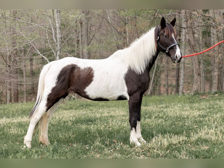 Spotted Saddle Horse Mare 7 years 15 hh Black in Granite Falls